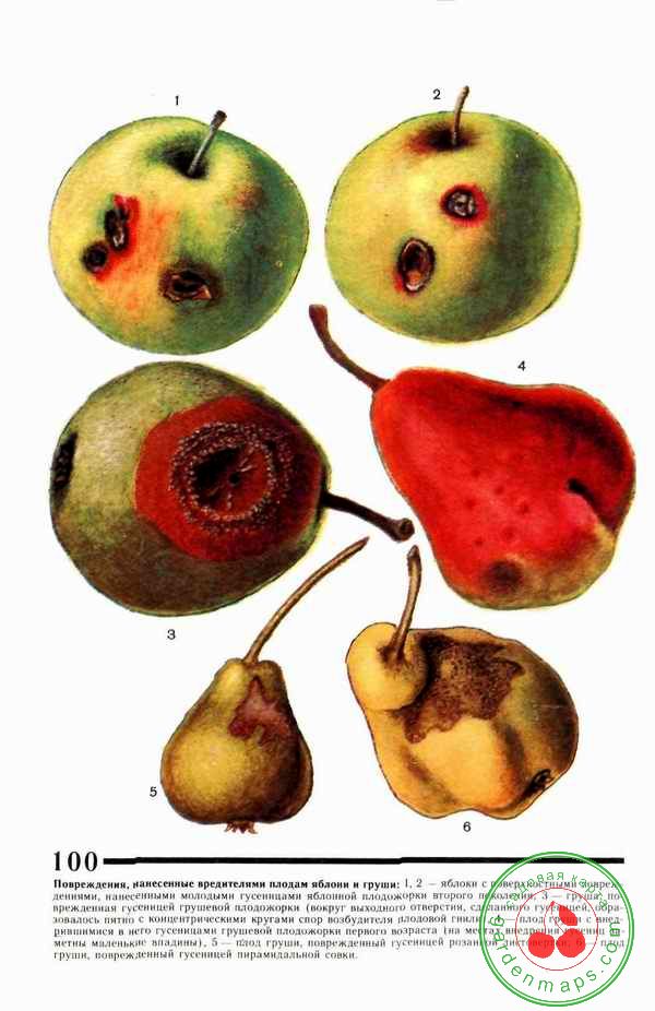 Повреждения, нанесенные вредителями плодам яблони и груши