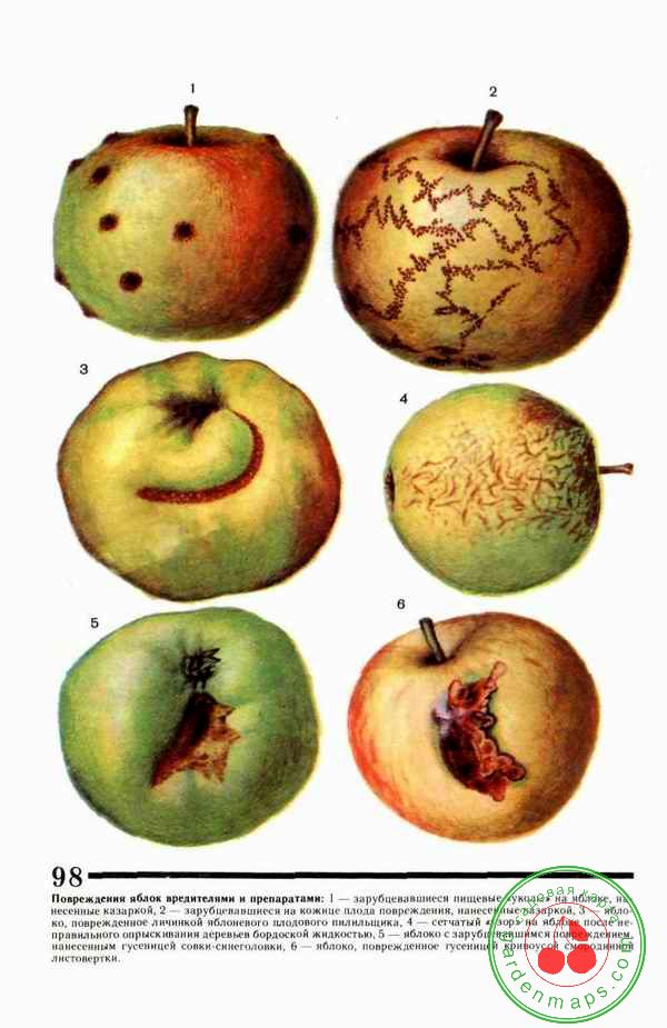 Повреждения яблок вредителями и препаратами